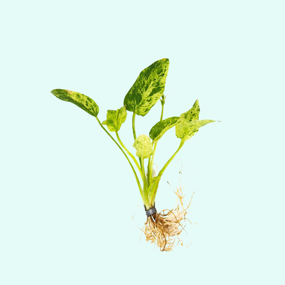 Marble Queen Sword Echinodorus Cordifolius