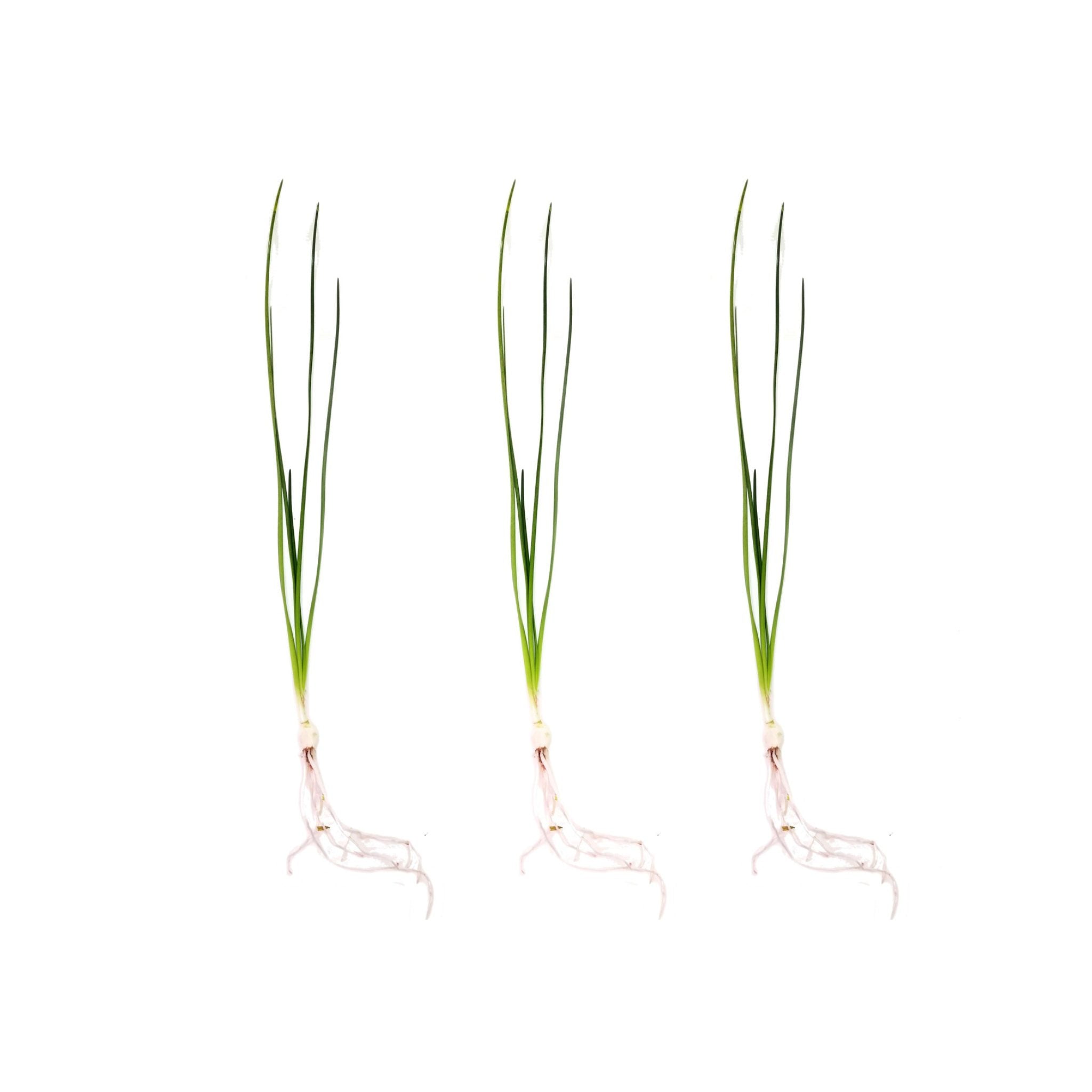 Water Onion Dwarf (Zephyranthes candida)