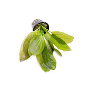 Amazon Sword Echinodorus "Green Ozelot"