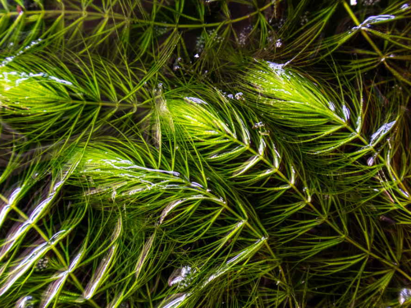 Hornwort Bunch