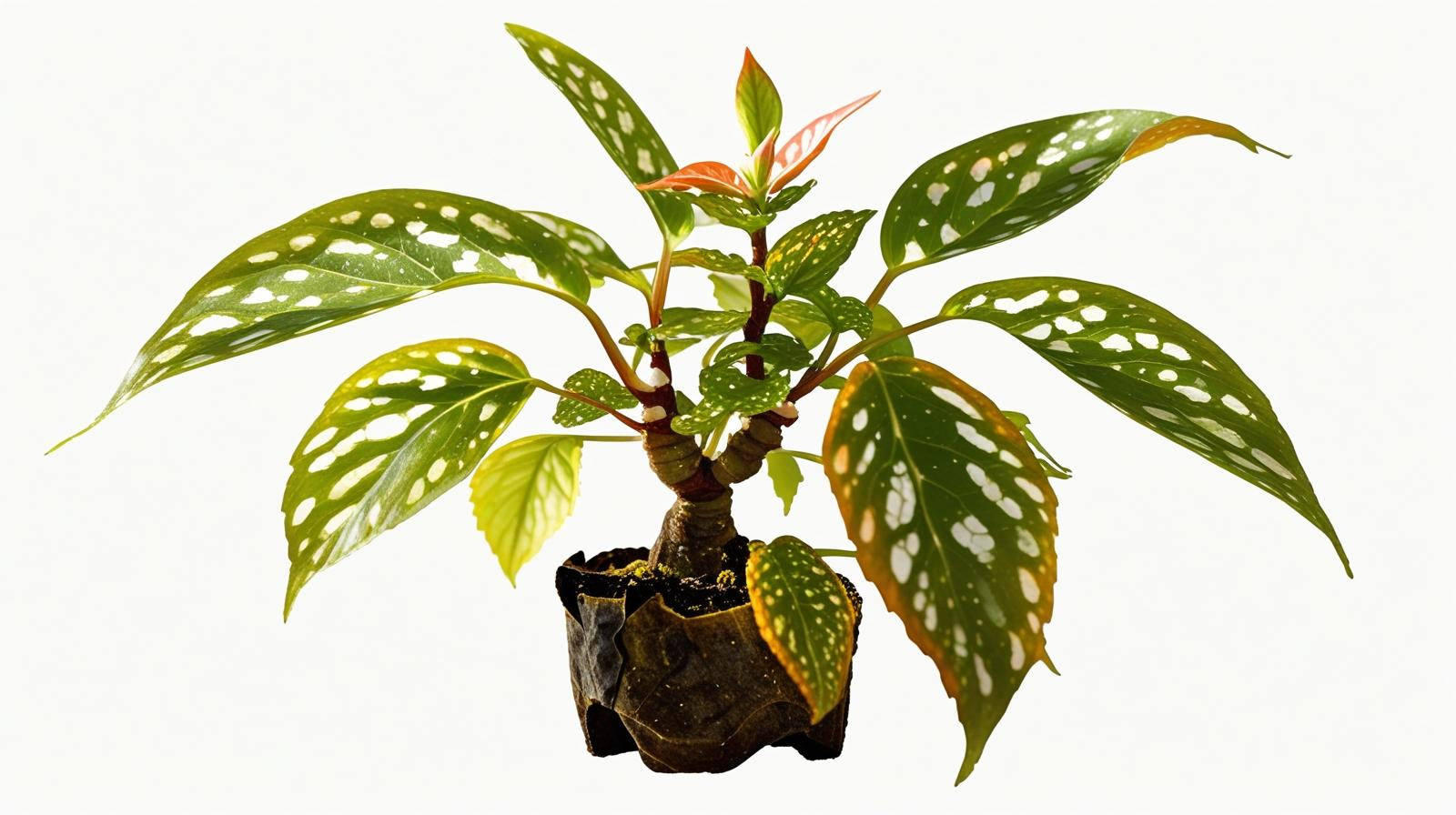 Angel Wing Begonia Medora Rooted Starter Plant