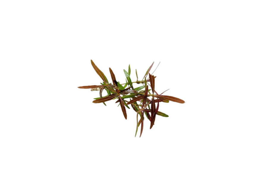 Hygro Araguaia (Hygrophila Araguaia)