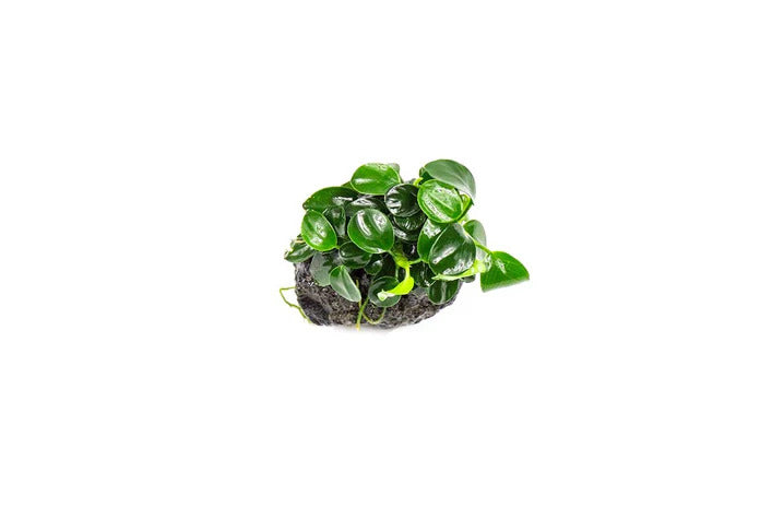 ANUBIAS (Nana Petite) On Lava Rock
