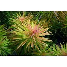 Ludwigia Inclinata "Verticillata White"