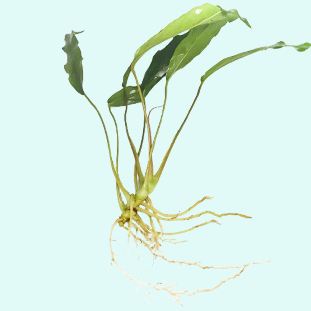 Anubias Minima Bare Root