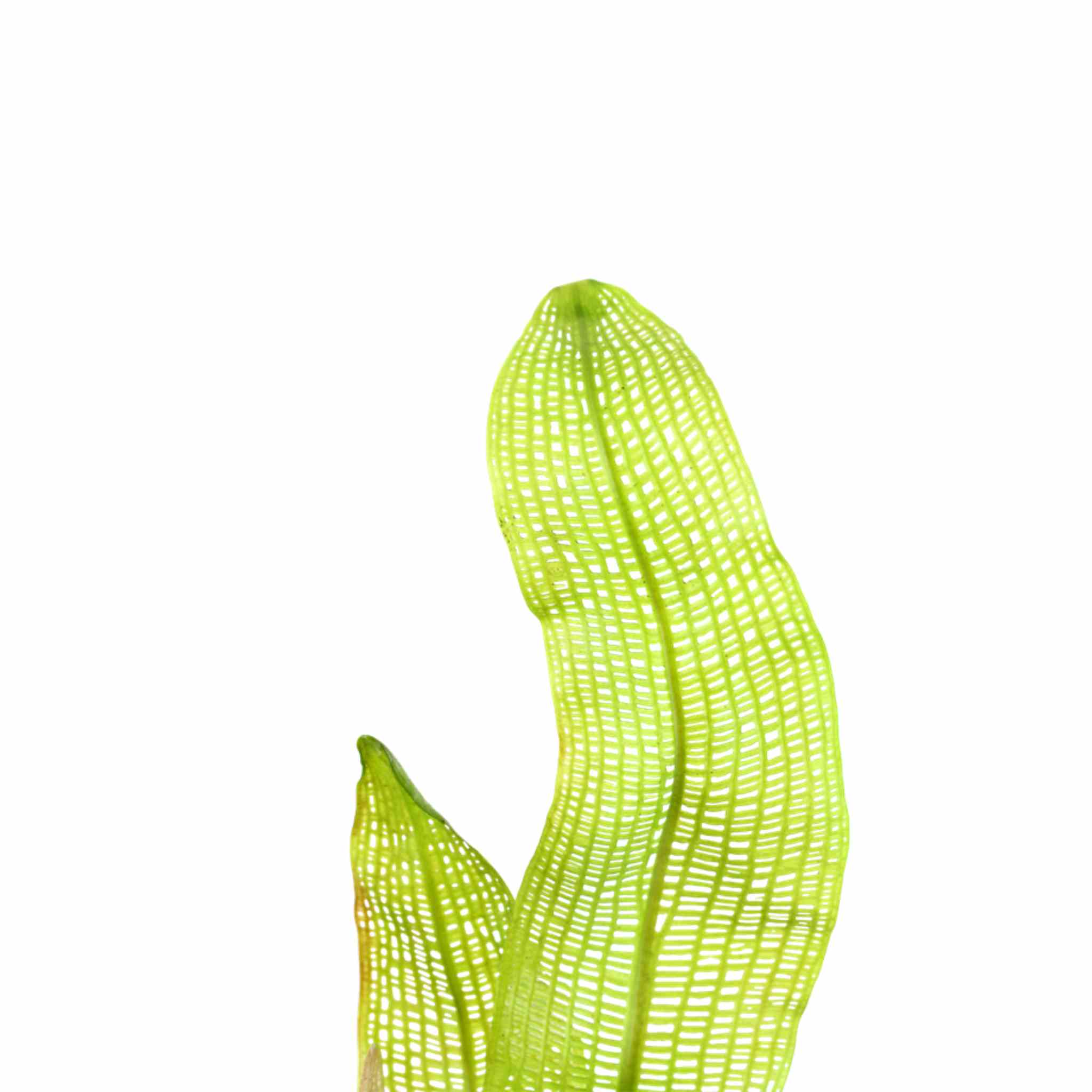 Madagascar Lace (Aponogeton madagascariensis)