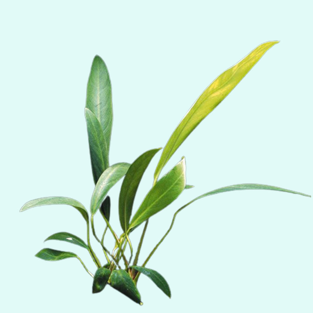 Anubias Heterophylla Lanceolata