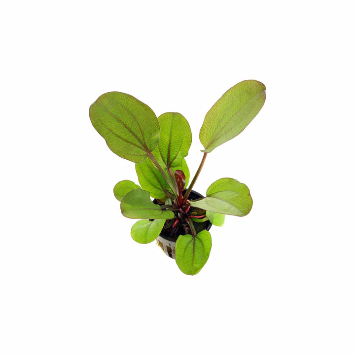 Amazon Sword Echinodorus 'Reni'