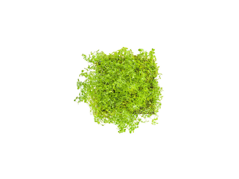 Dwarf Baby Tears Micranthemum Umbrosom