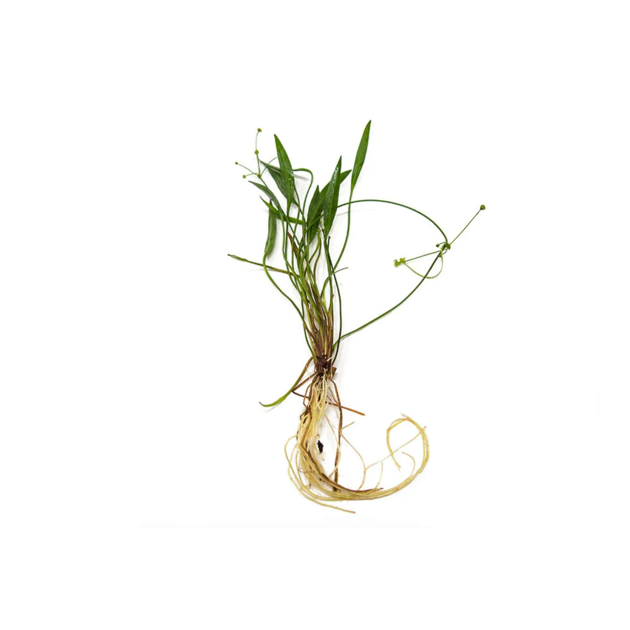 Chain Sword Narrow Leaf Hellanthium Bolivianum