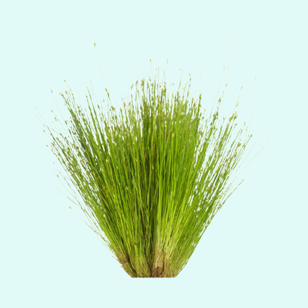5 X Dwarf Hairgrass (Eleocharis Parvula)