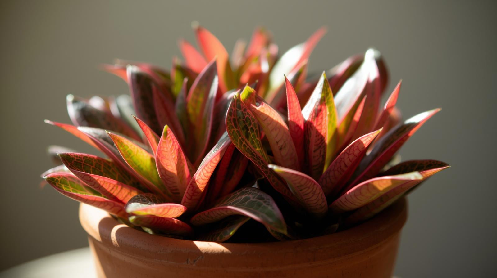 Cryptocoryne Crypt Flamingo