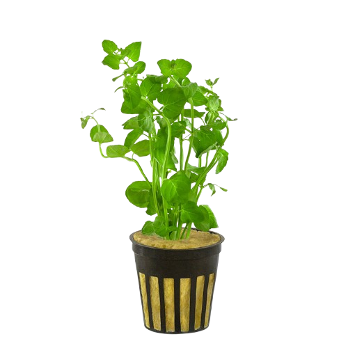 Mint Charlie (Micromeria Brownei)