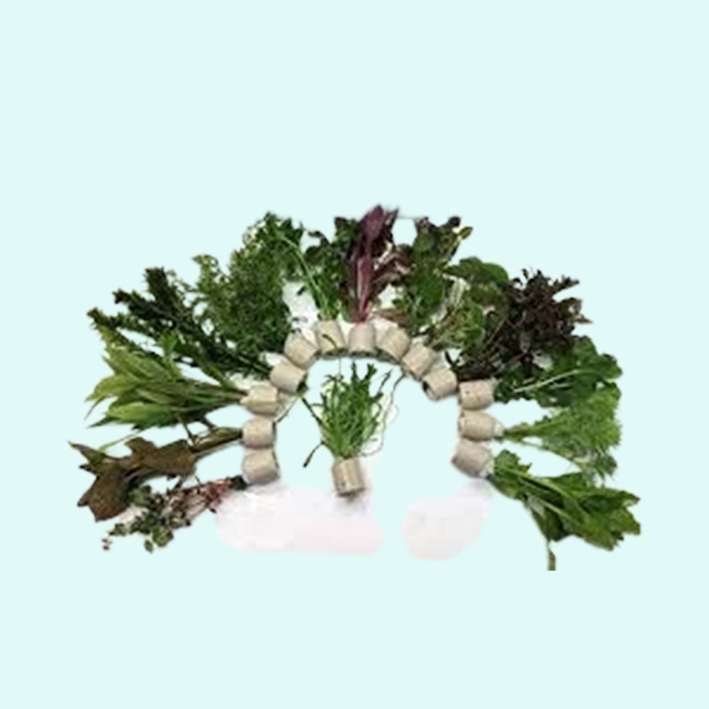 Beginner Aquatic Plants Bundle 30 Plant Pack