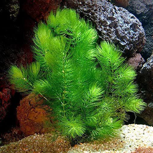Low Light Aquarium Plant Bundle