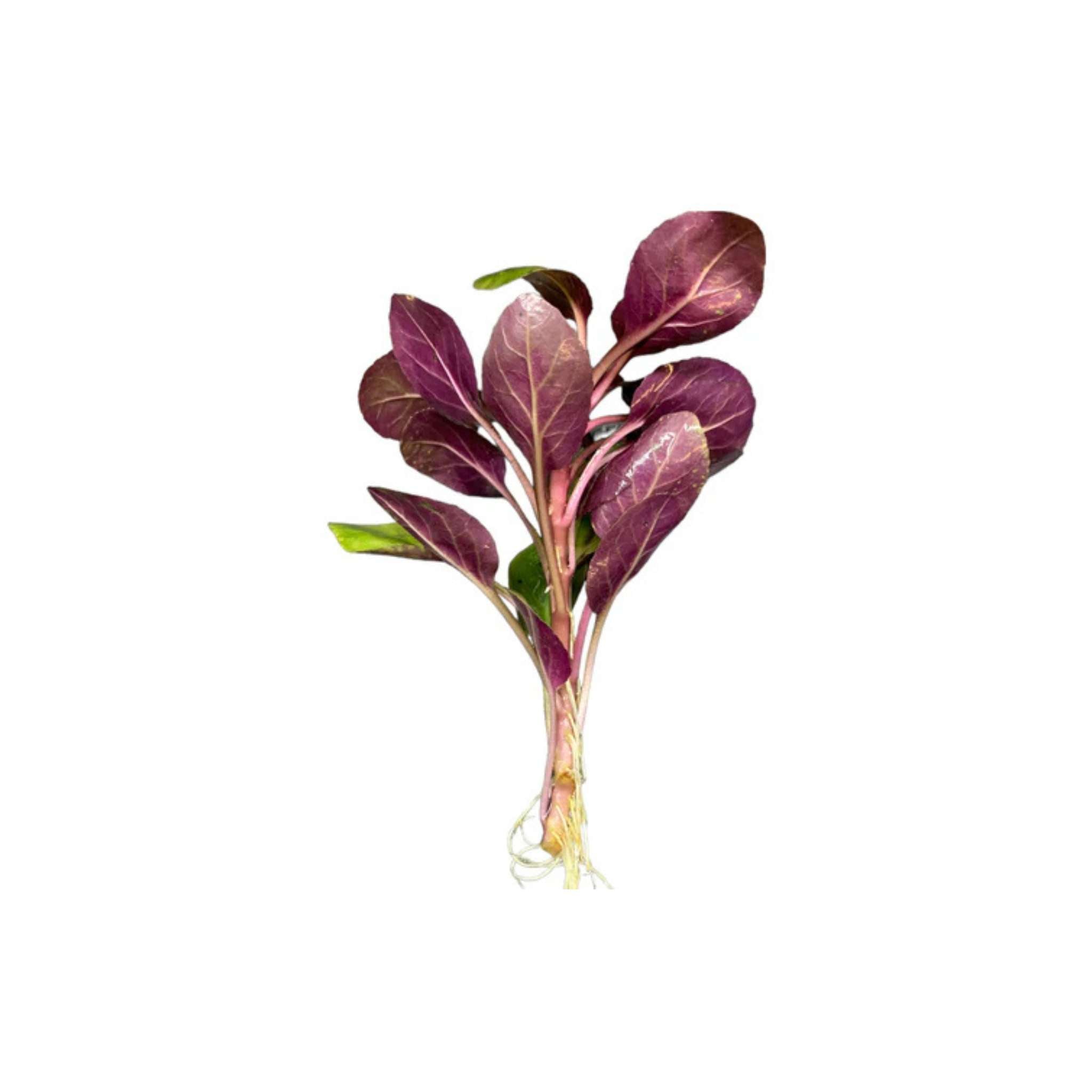 Dwarf Cardinal Lobelia Cardinalis