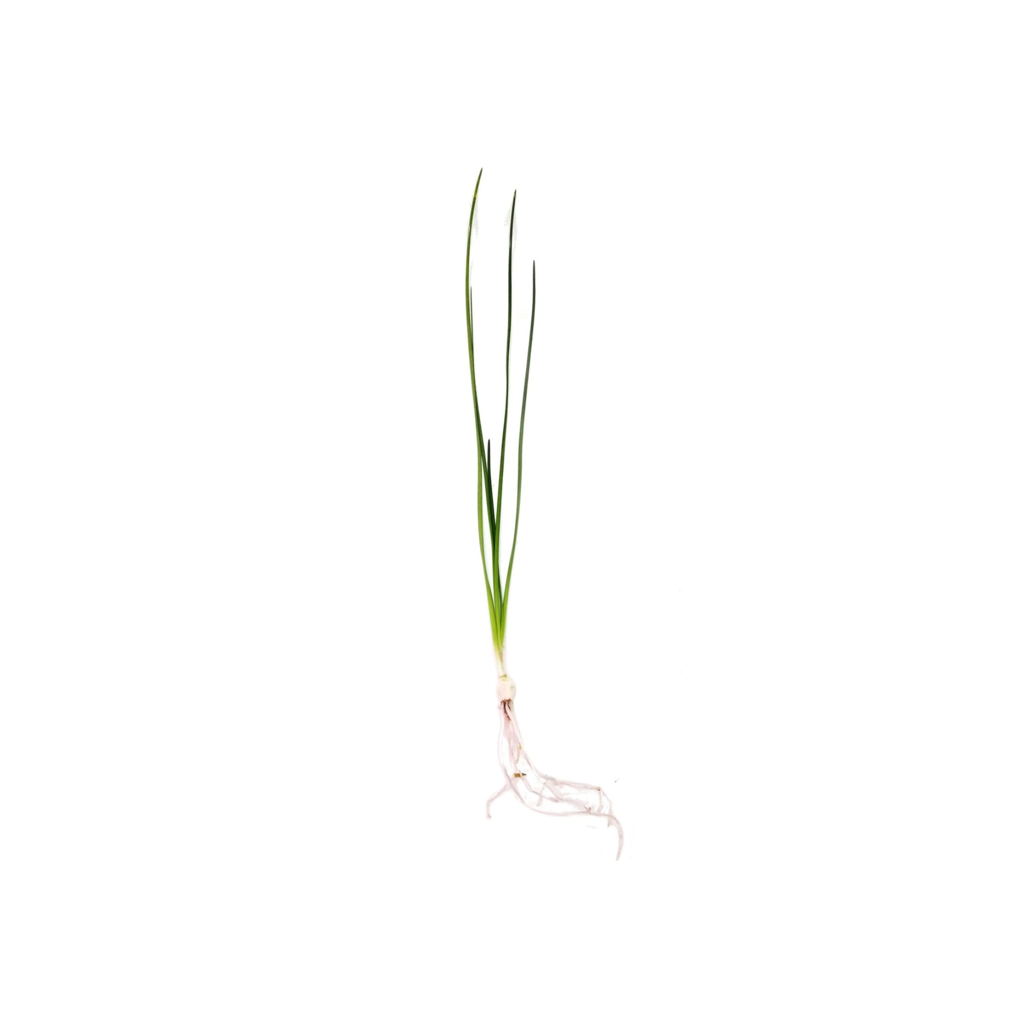 Water Onion Dwarf (Zephyranthes candida)