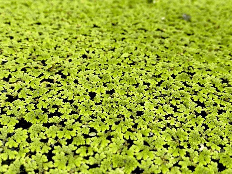 Azolla Filiculoides "Fairy Moss"