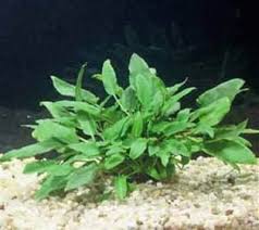 Cryptocoryne Wendtii Green