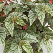 Angel Wing Begonia Frosty Rooted Starter Plant