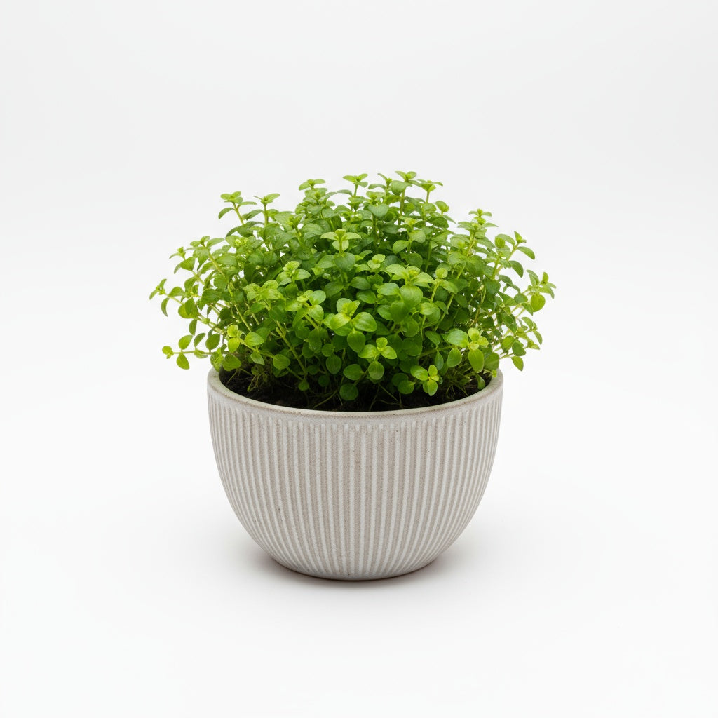 10X Staurogyne Repens Clumps