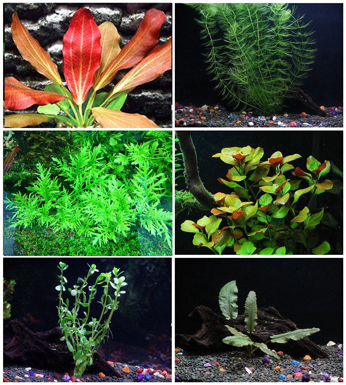 Florida Aquatic Plant Bundle
