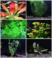 Florida Aquatic Plant Bundle