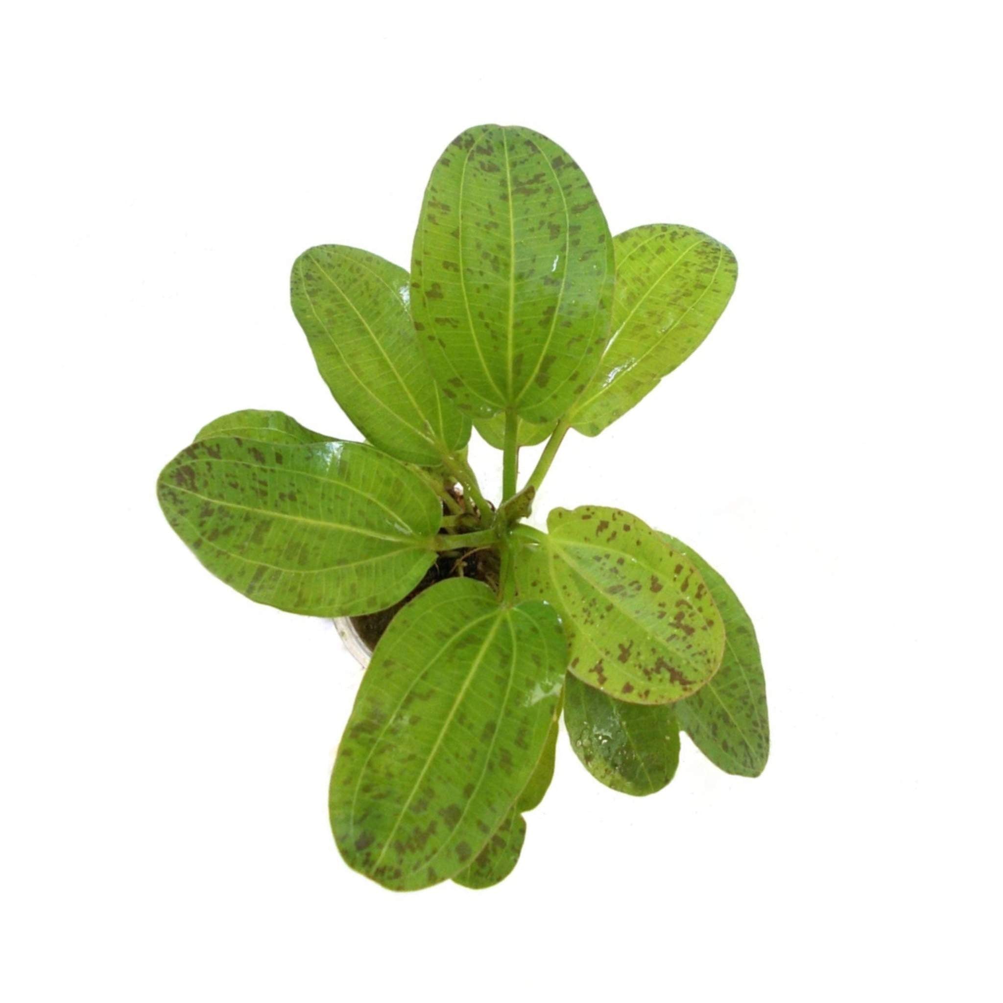 Amazon Sword Echinodorus "Green Ozelot"