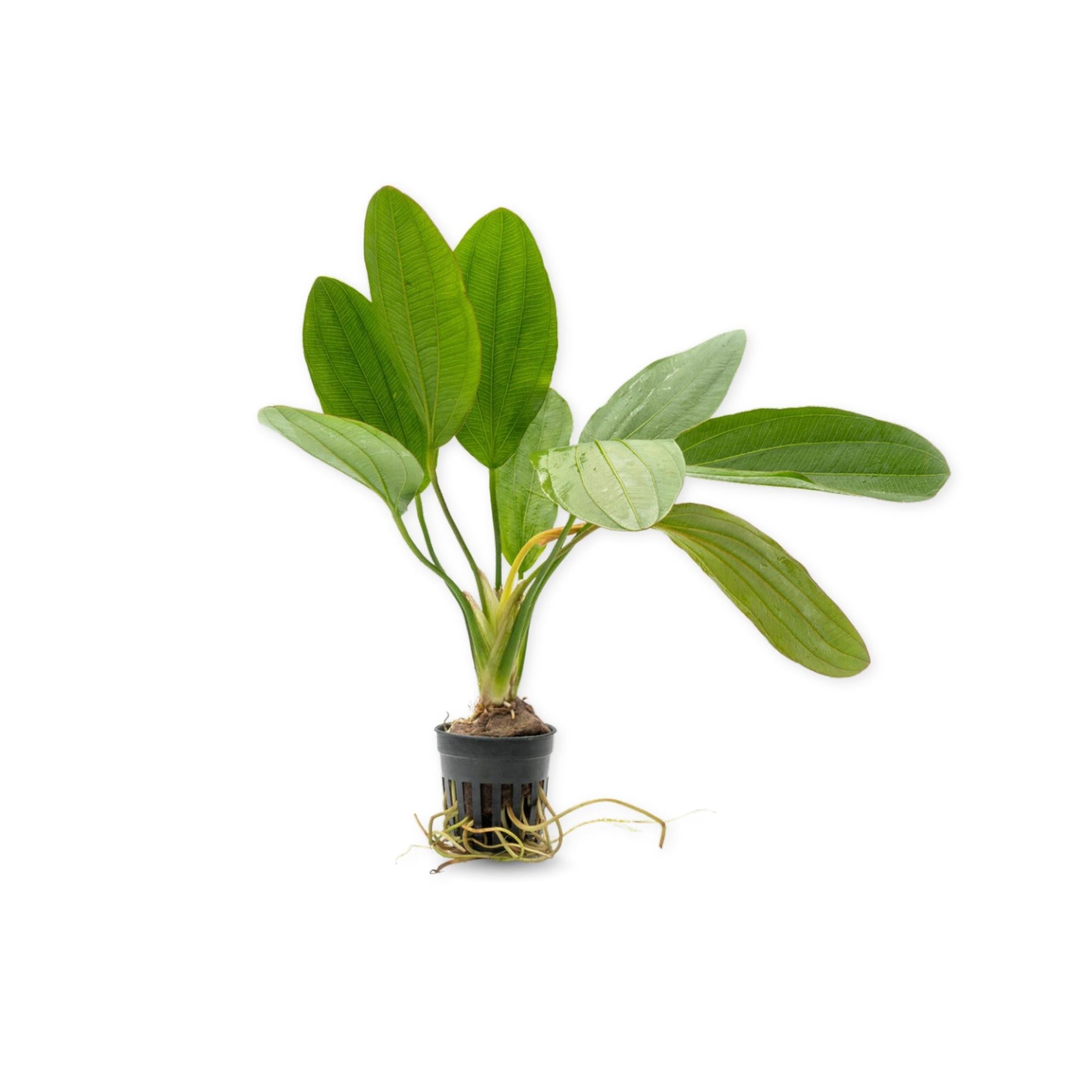 Amazon Melon Sword (Echinodorus Osiris)