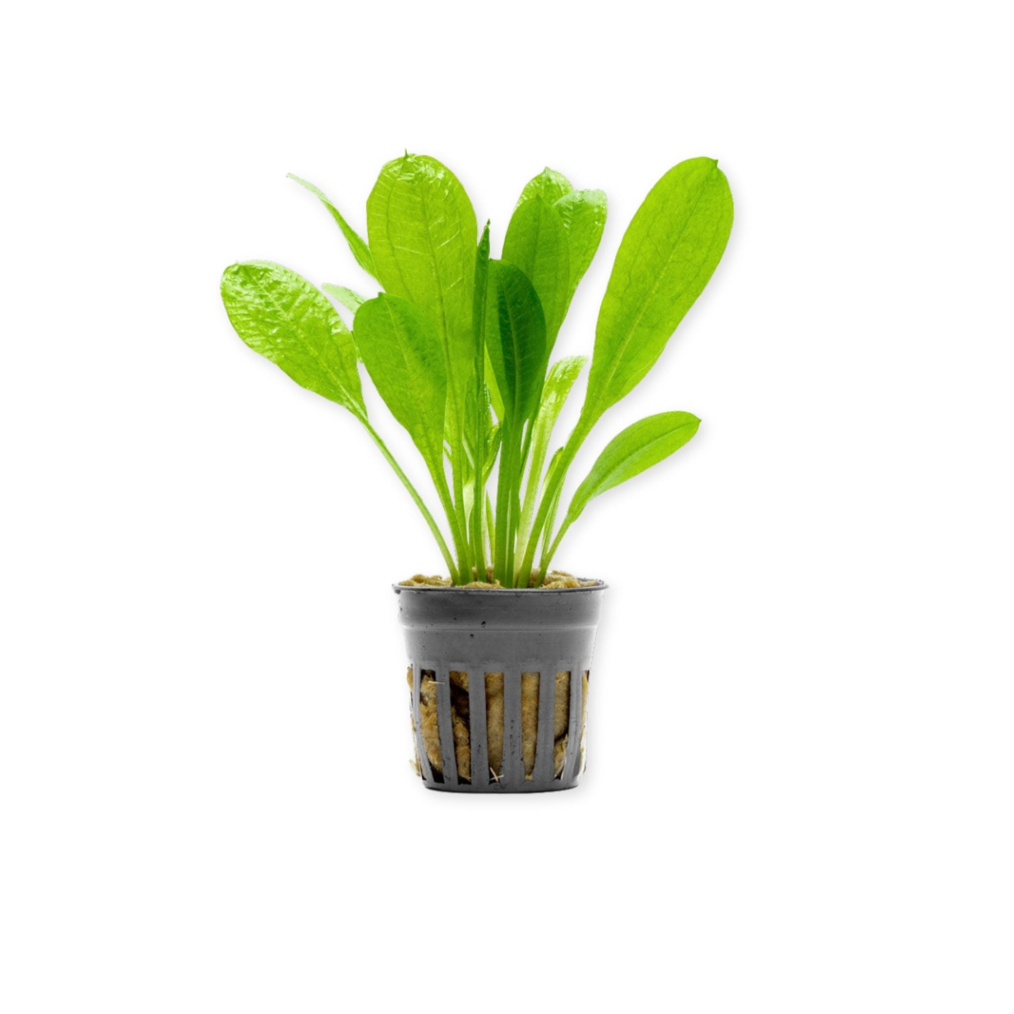 Amazon Rosette (Echinodorus Parviflorus)