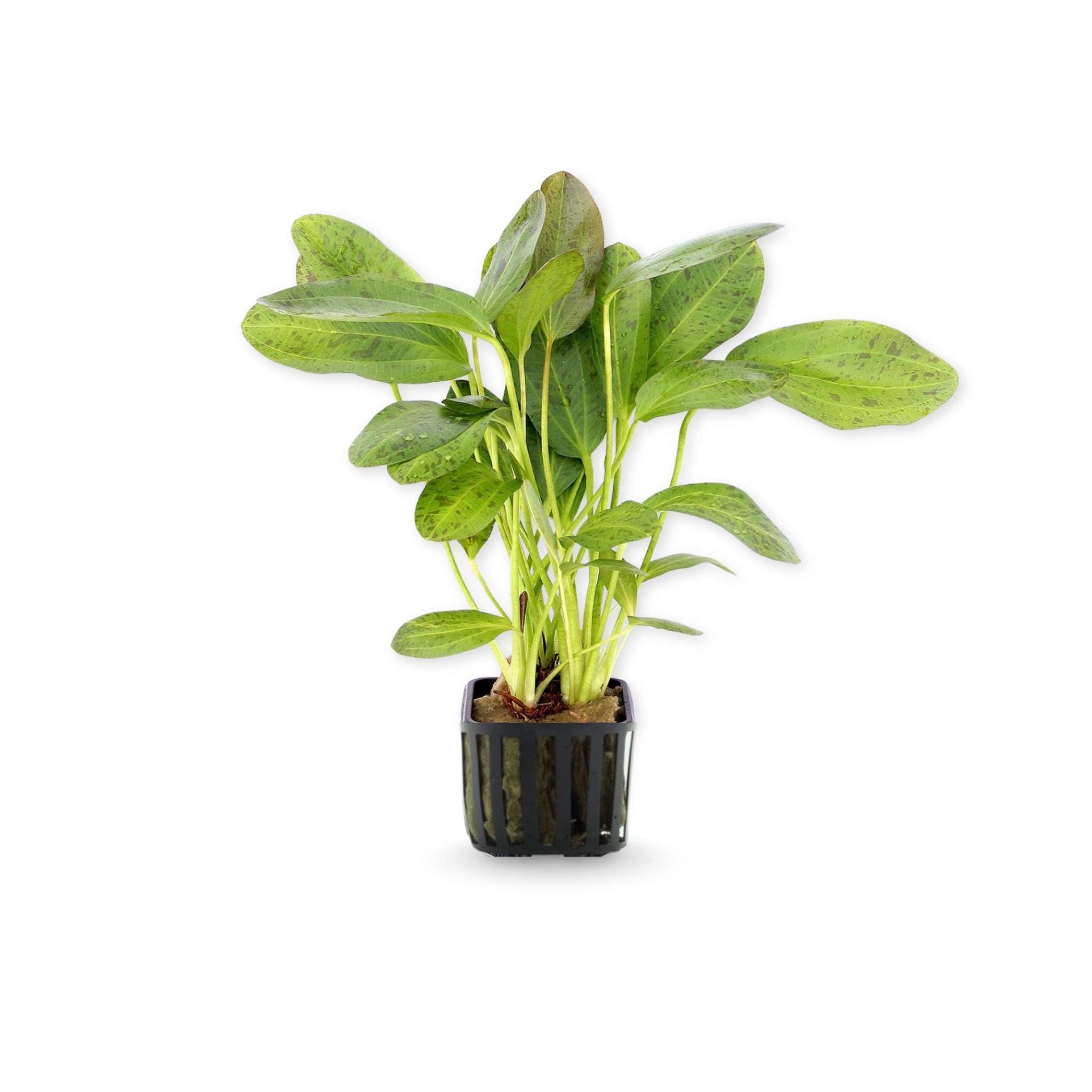 Amazon Sword Echinodorus "Green Ozelot"