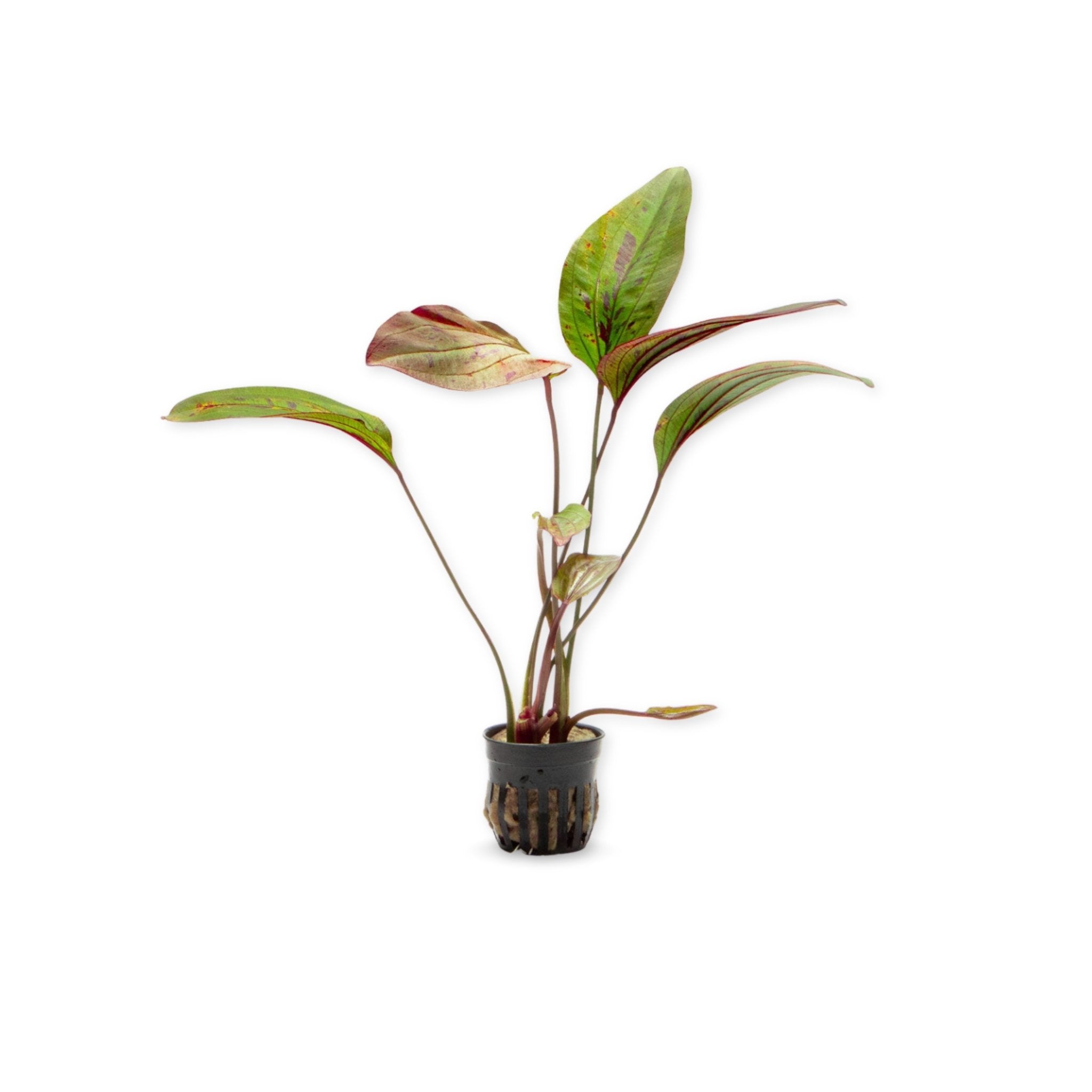 Amazon Sword Echinodorus Ozelot Red