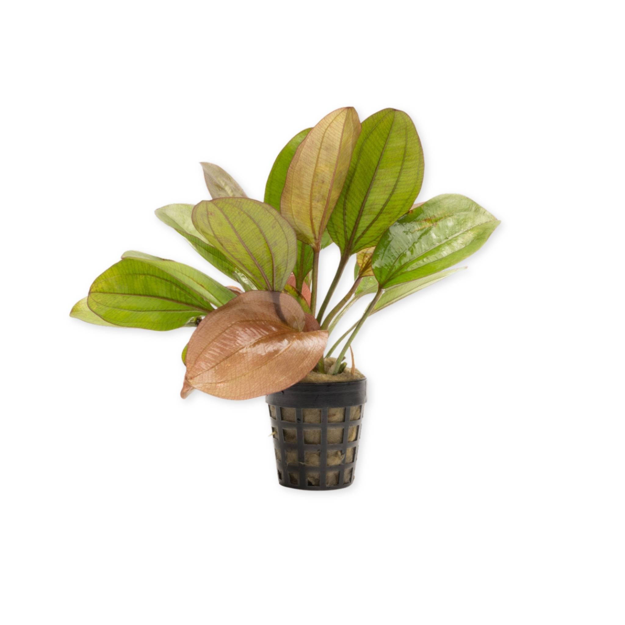 Amazon Sword Echinodorus Red Flame