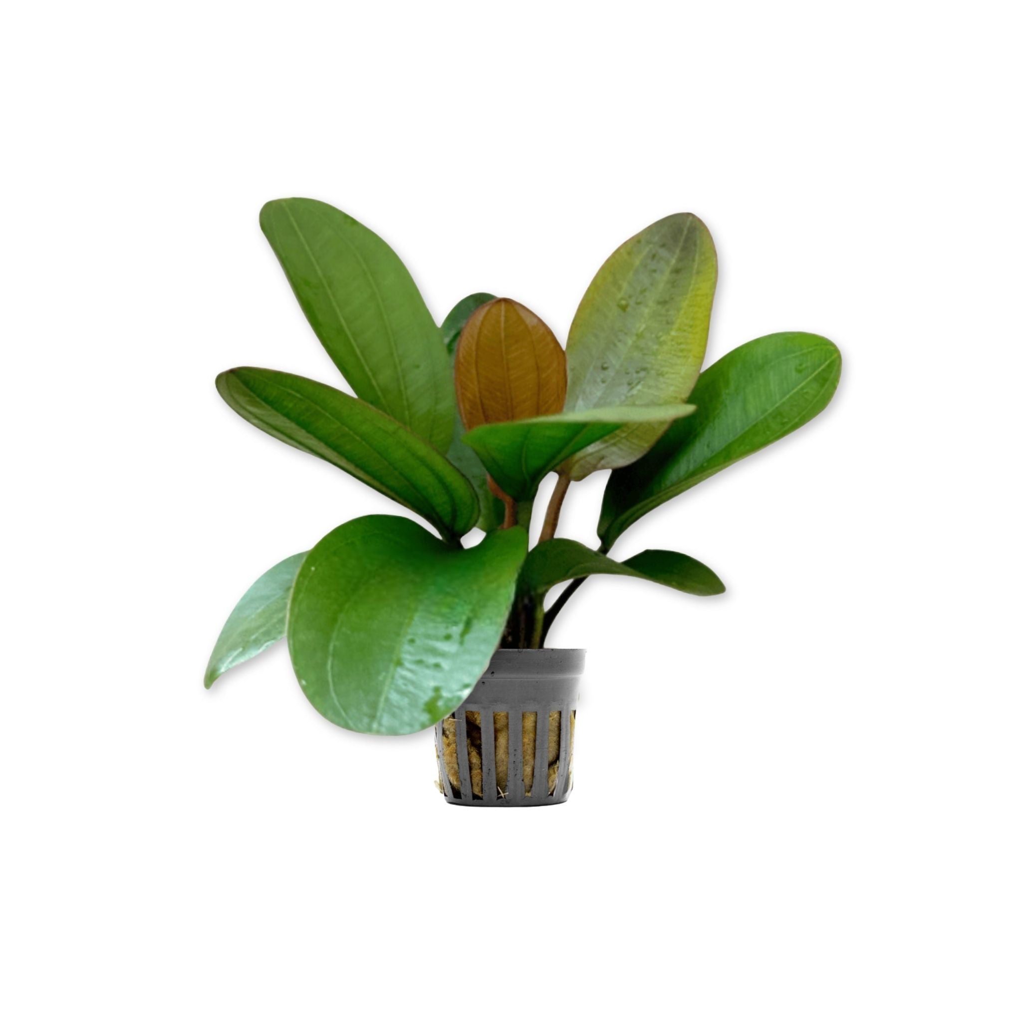 Amazon Sword Echinodorus (Red Pearl)