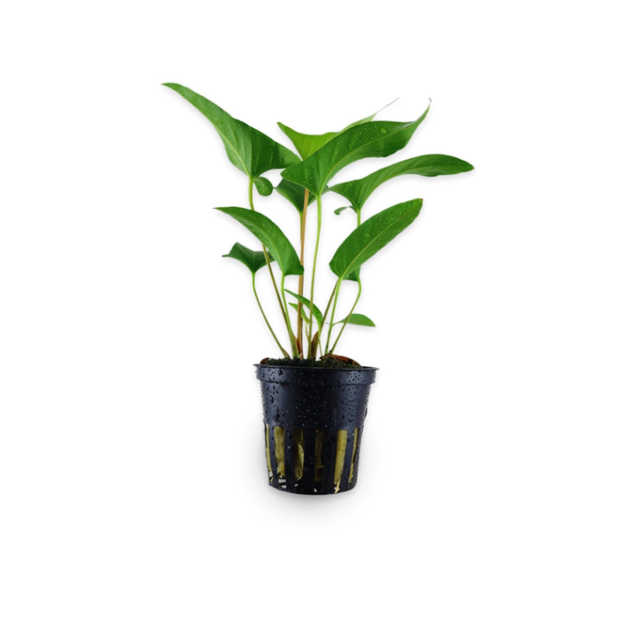 Anubias Barteri (Gracilis)