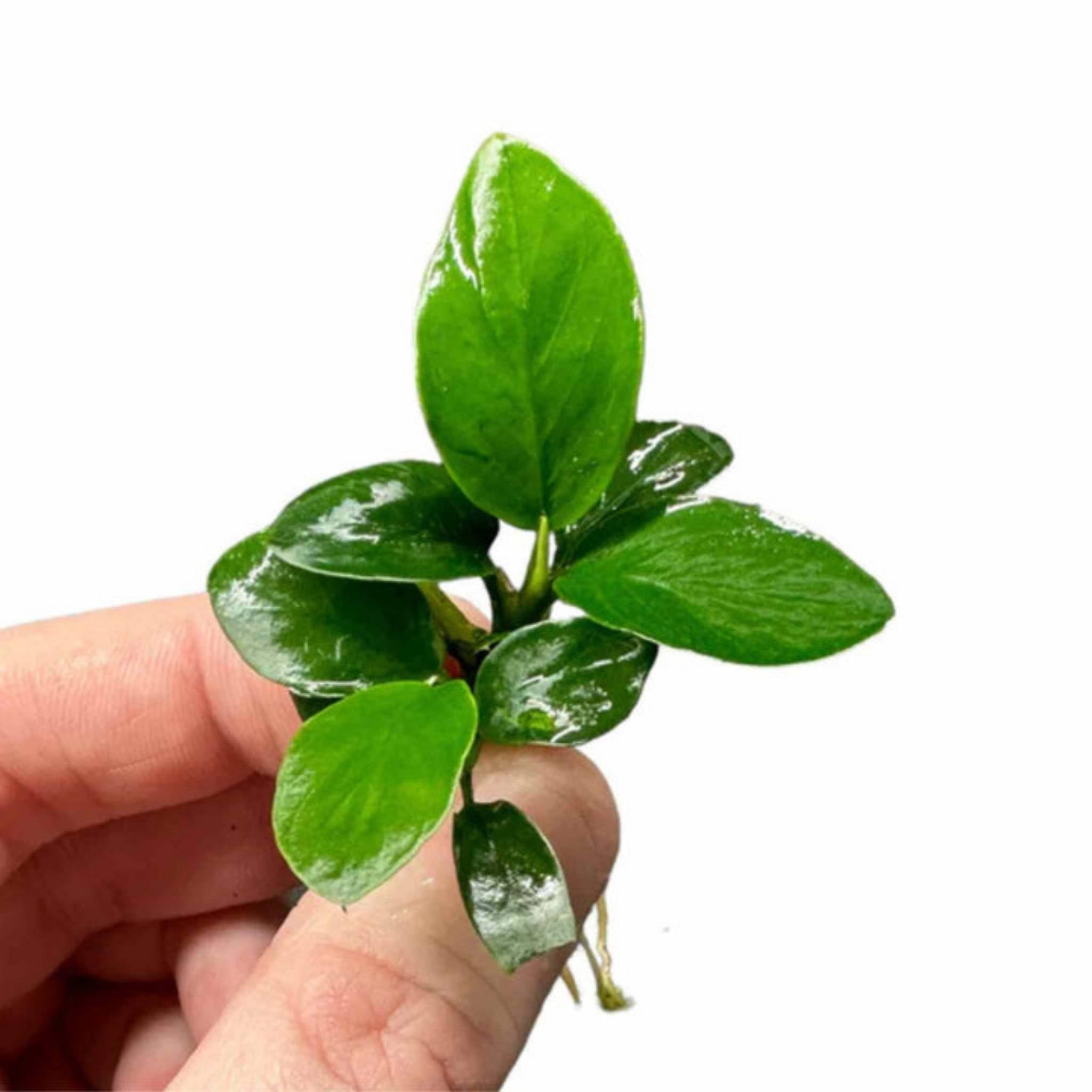 Anubias Barteri (Nana Petite)