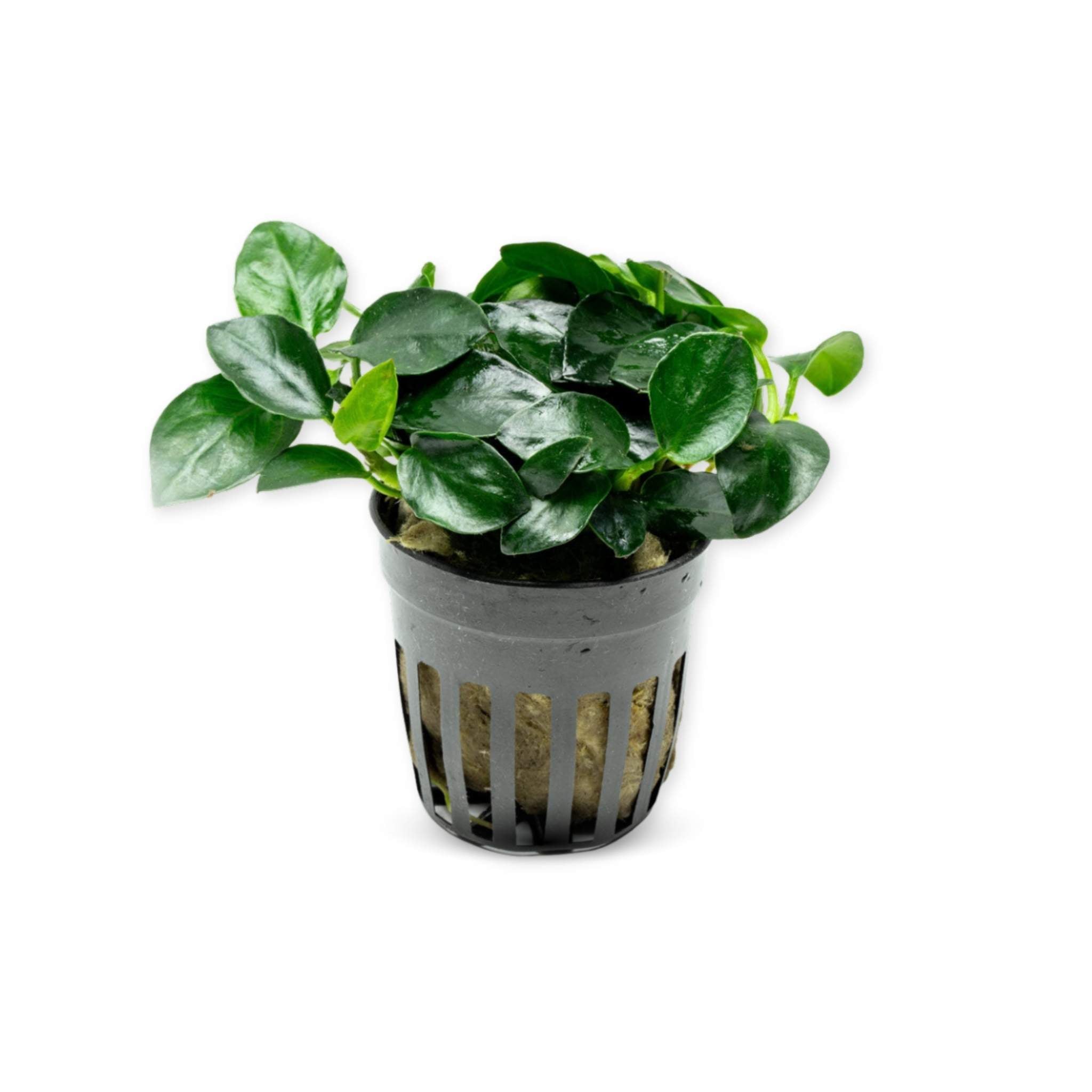 Anubias Barteri (Nana Petite)