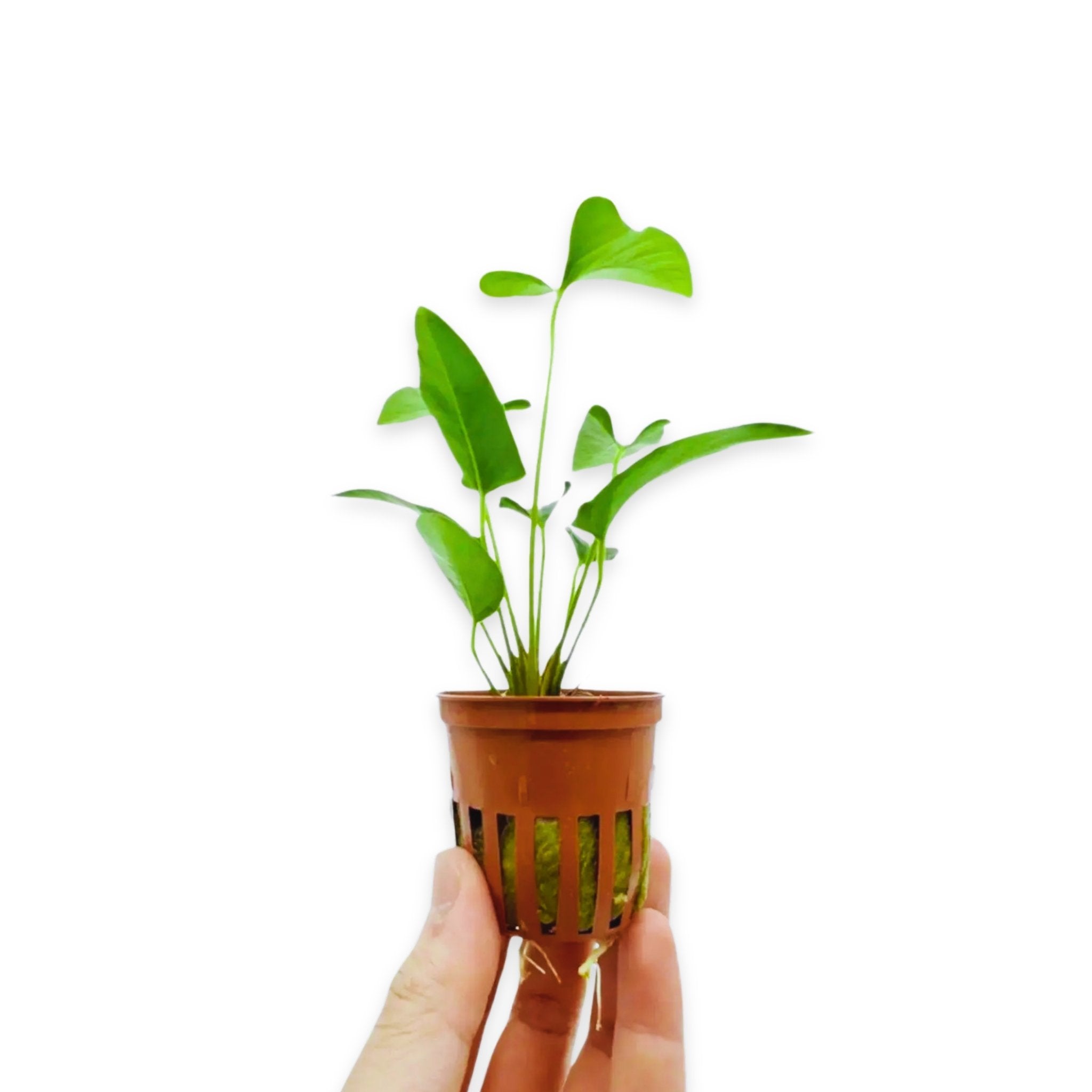 Anubias Barteri (Gracilis)