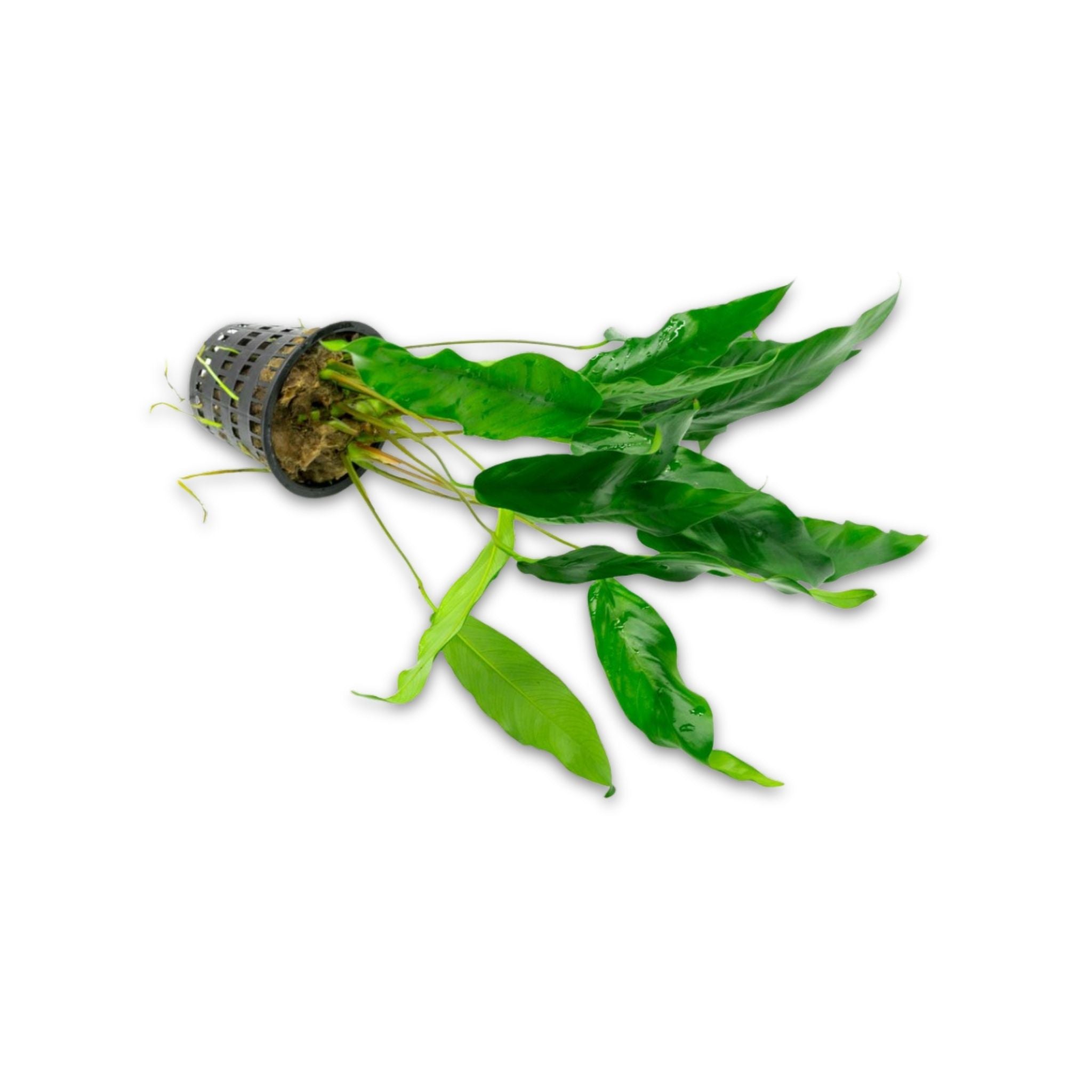 Anubias Minima Bare Root