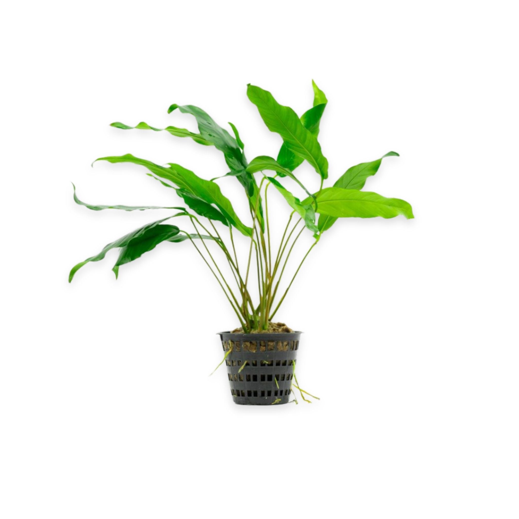 Anubias Minima Bare Root