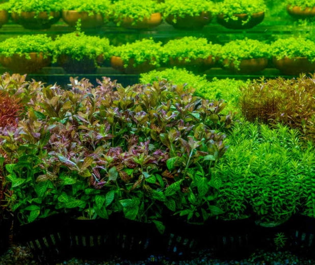 The Aquatic Plant House