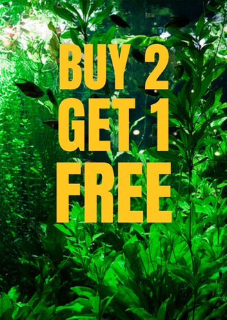 The Aquatic Plant House