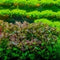 The Aquatic Plant House