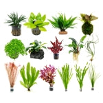 Plant Bundles
