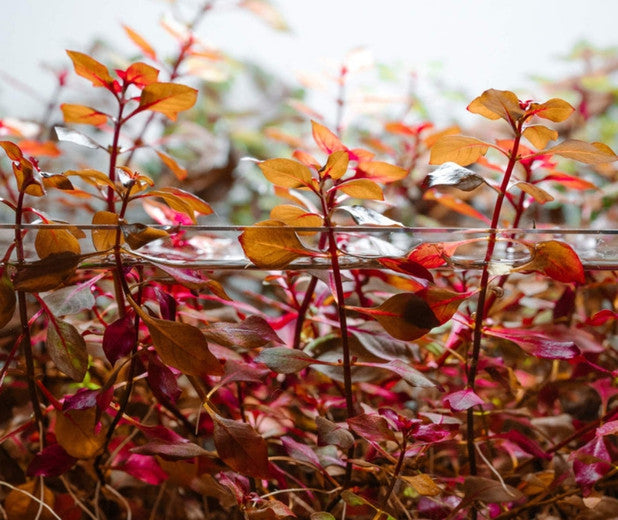 The Aquatic Plant House
