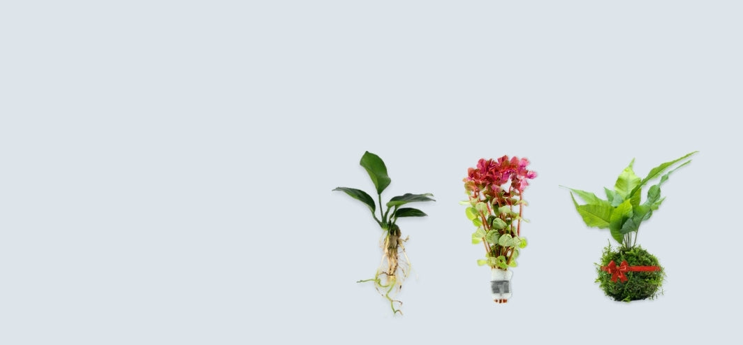 The Aquatic Plant House