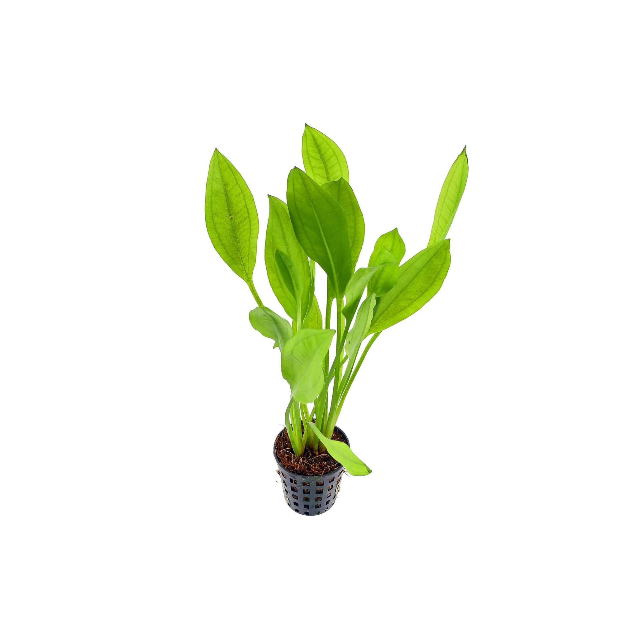 Amazon Sword Echinodorus Bleheri