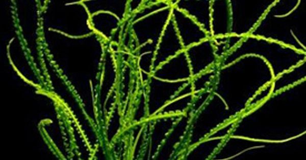 Crinum Calamistratum