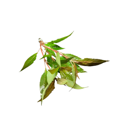 Hygro Blue Hygrophila Salcifolia