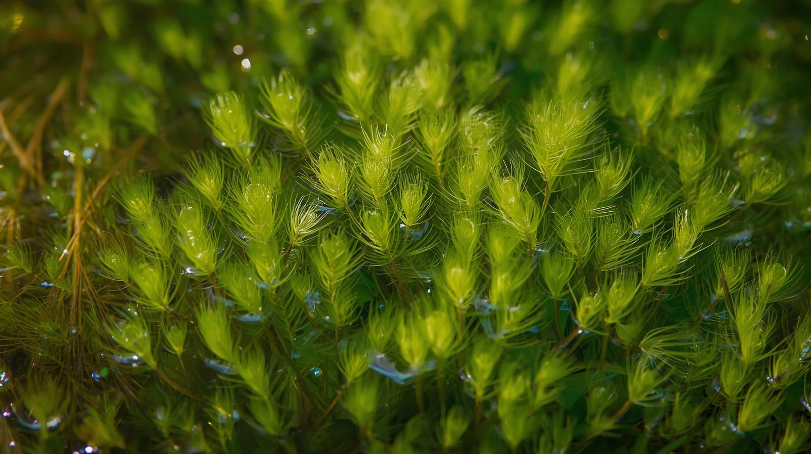 Hornwort Bunch